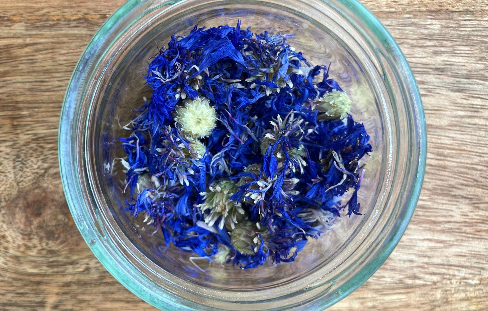 Bleuet photo de l'achillée millefeuille