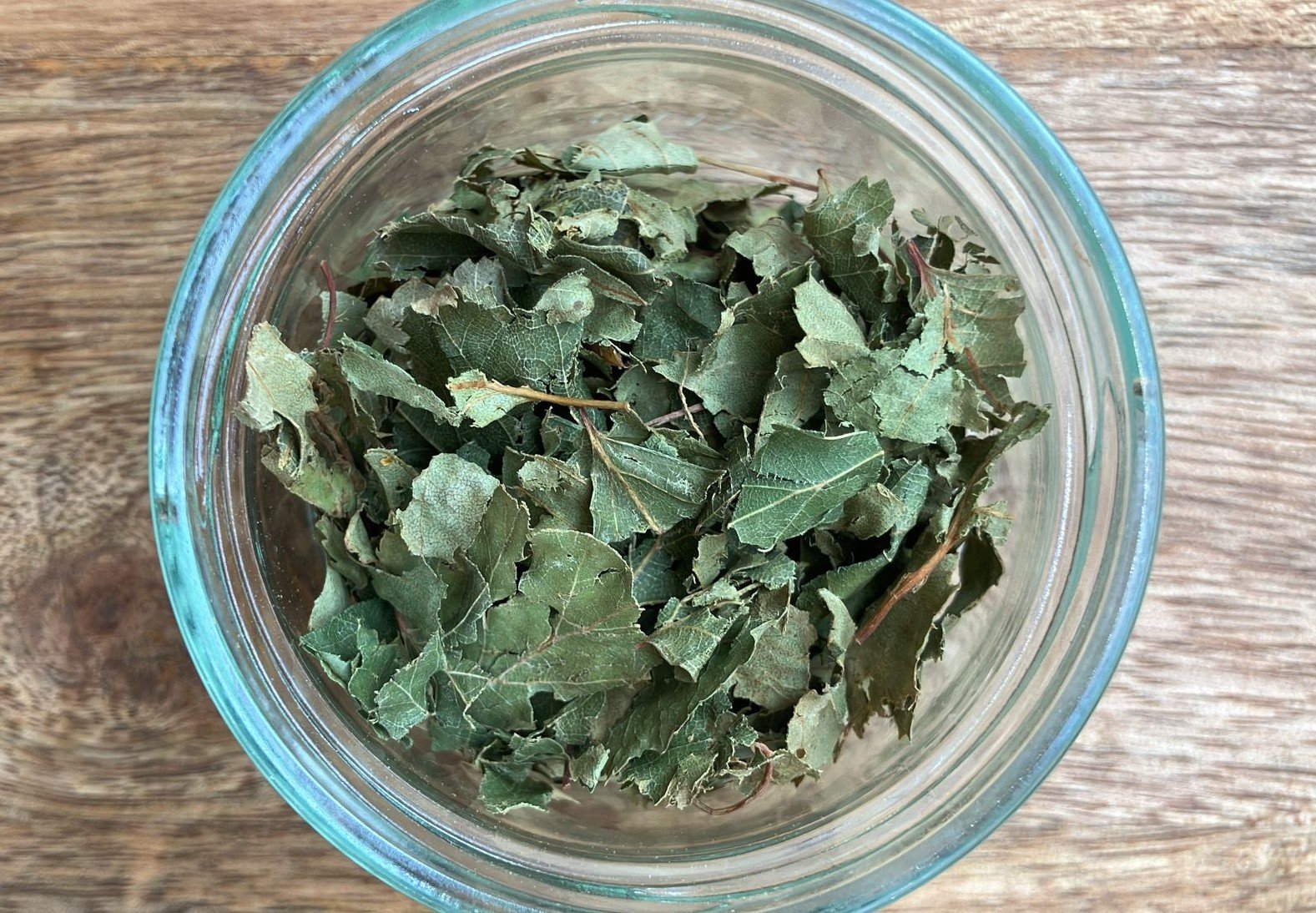 photo de l'achillée millefeuille