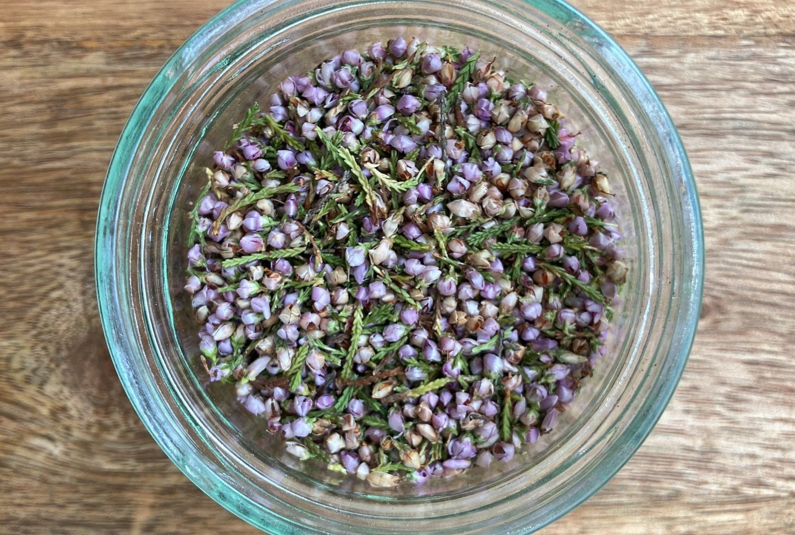 Callune ou bruyère Visuel de la plante en Vrac - Callune