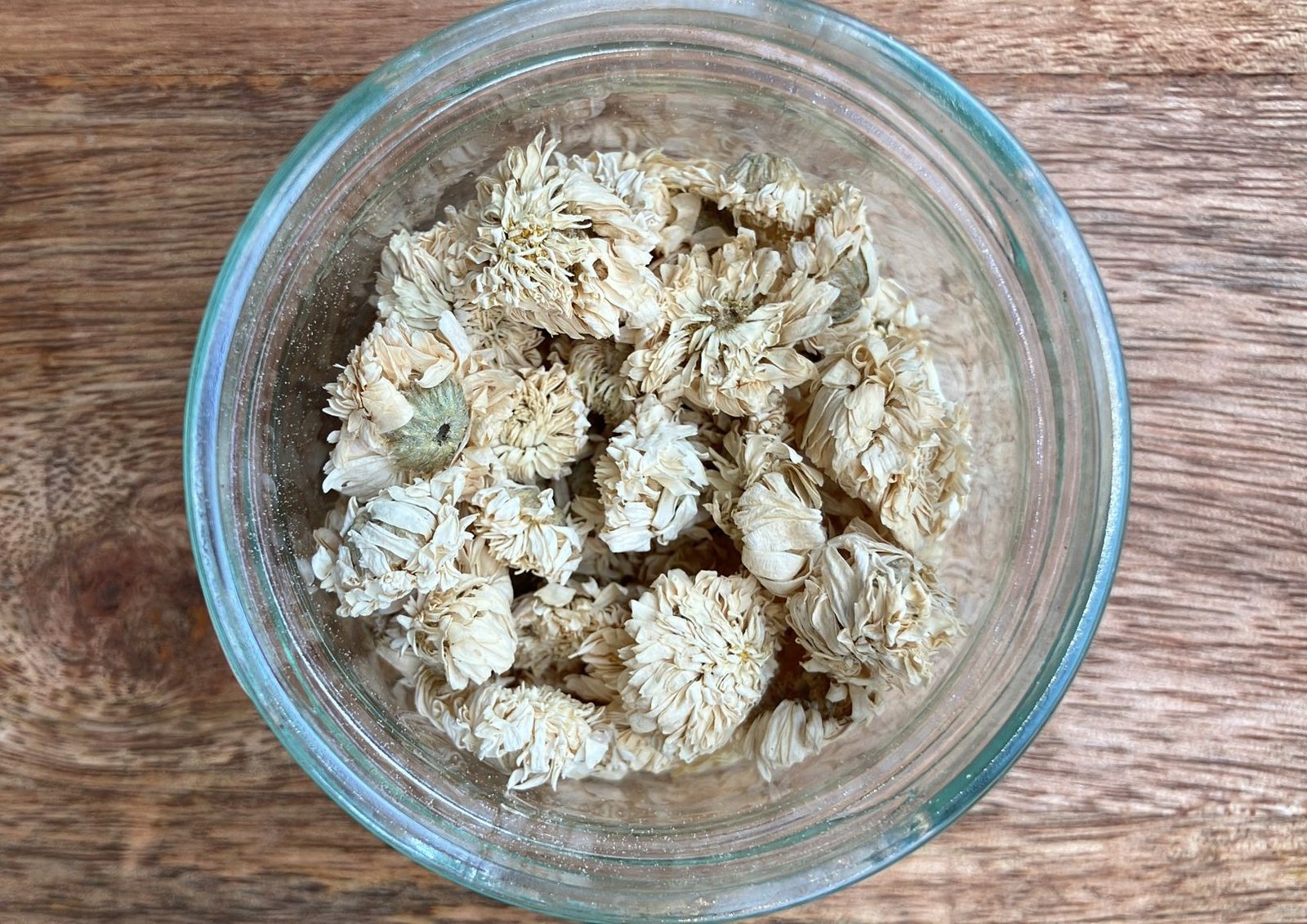 photo de l'achillée millefeuille