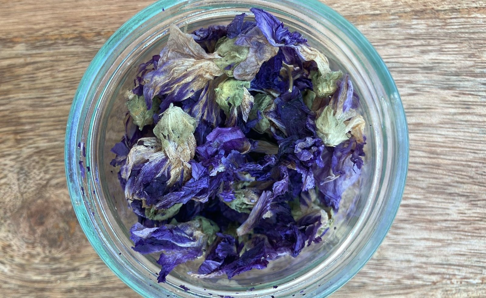 mauvee photo de l'achillée millefeuille