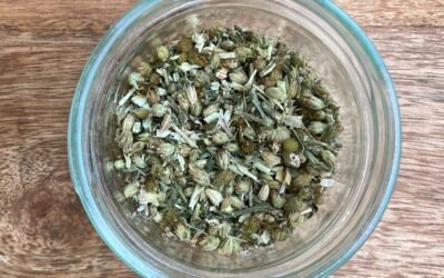 ACHILLÉE MILLEFEUILLE