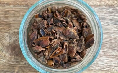 BADIANE ou ANIS ÉTOILÉ