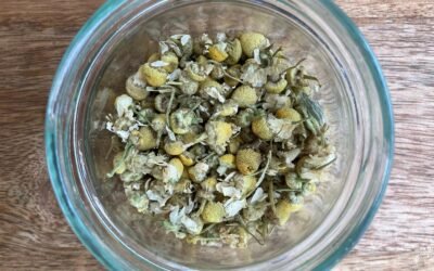 MATRICAIRE (CAMOMILLE ALLEMANDE)