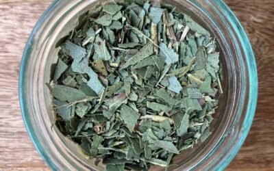 EUCALYPTUS GLOBULEUX